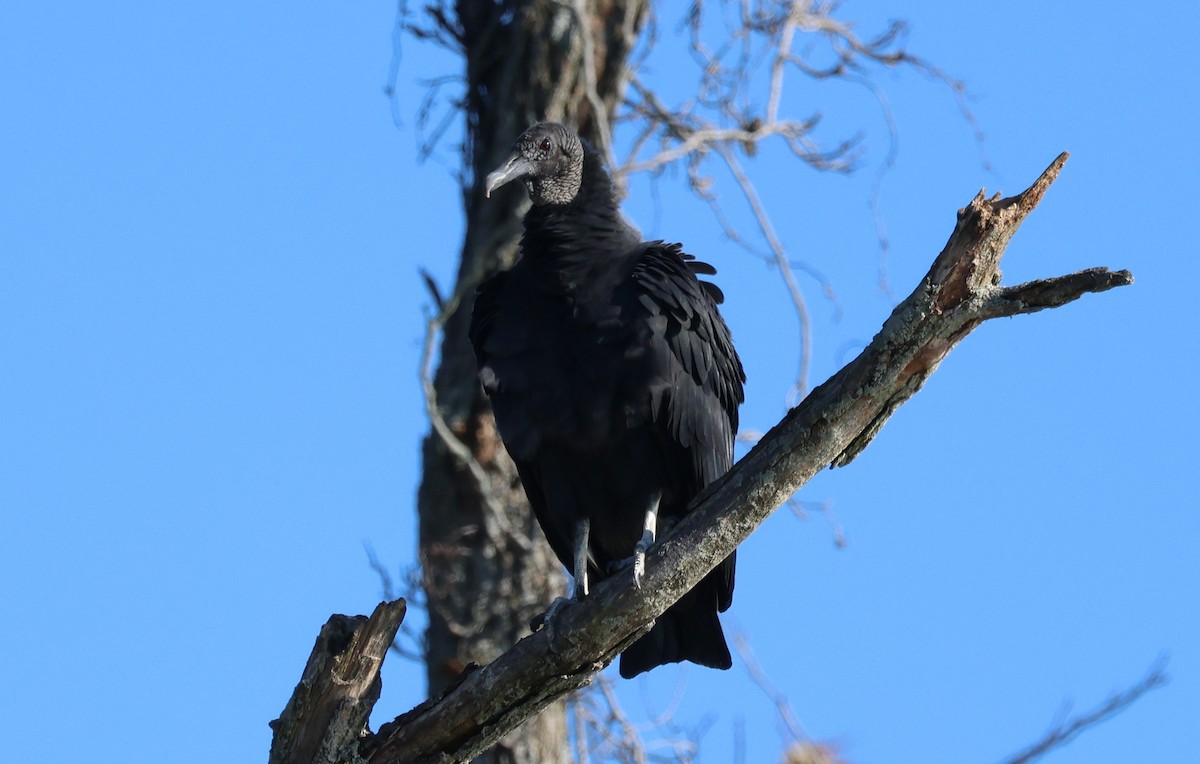 Black Vulture - ML644442394