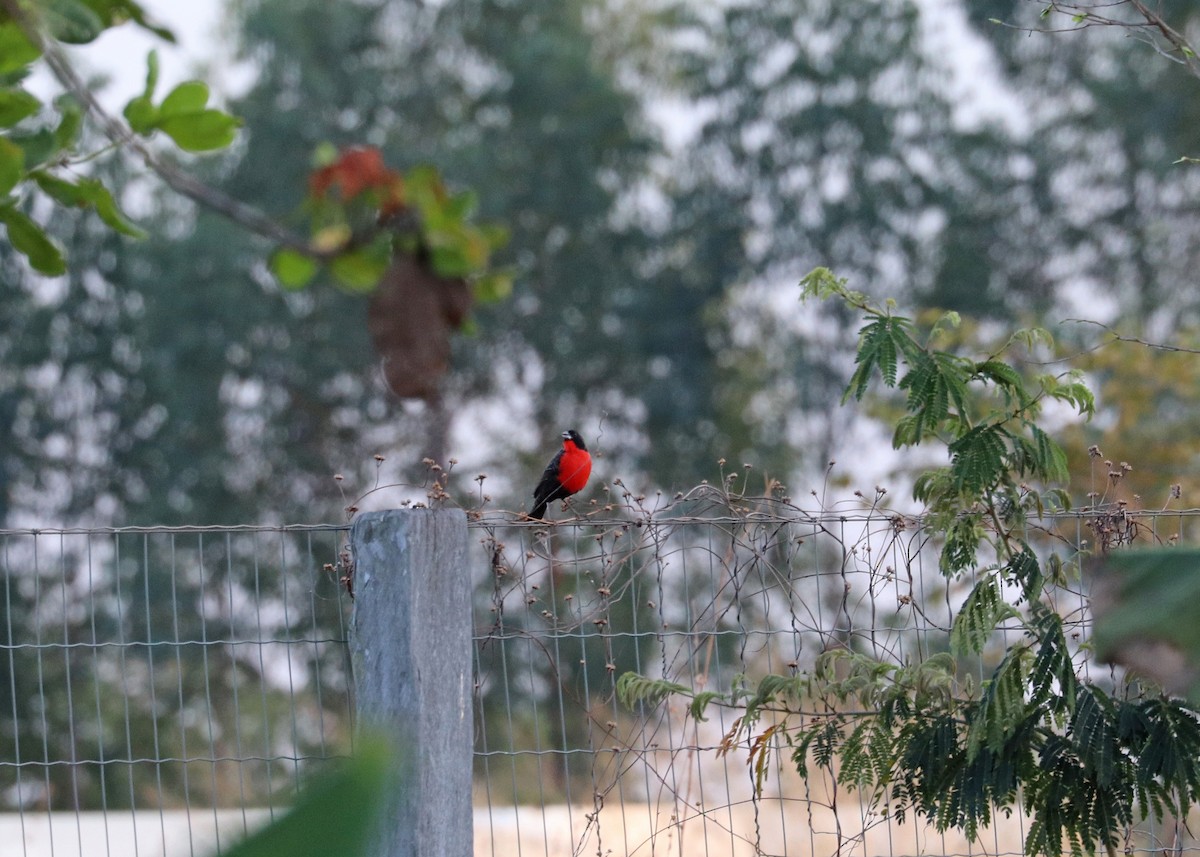 Red-breasted Meadowlark - ML644442400