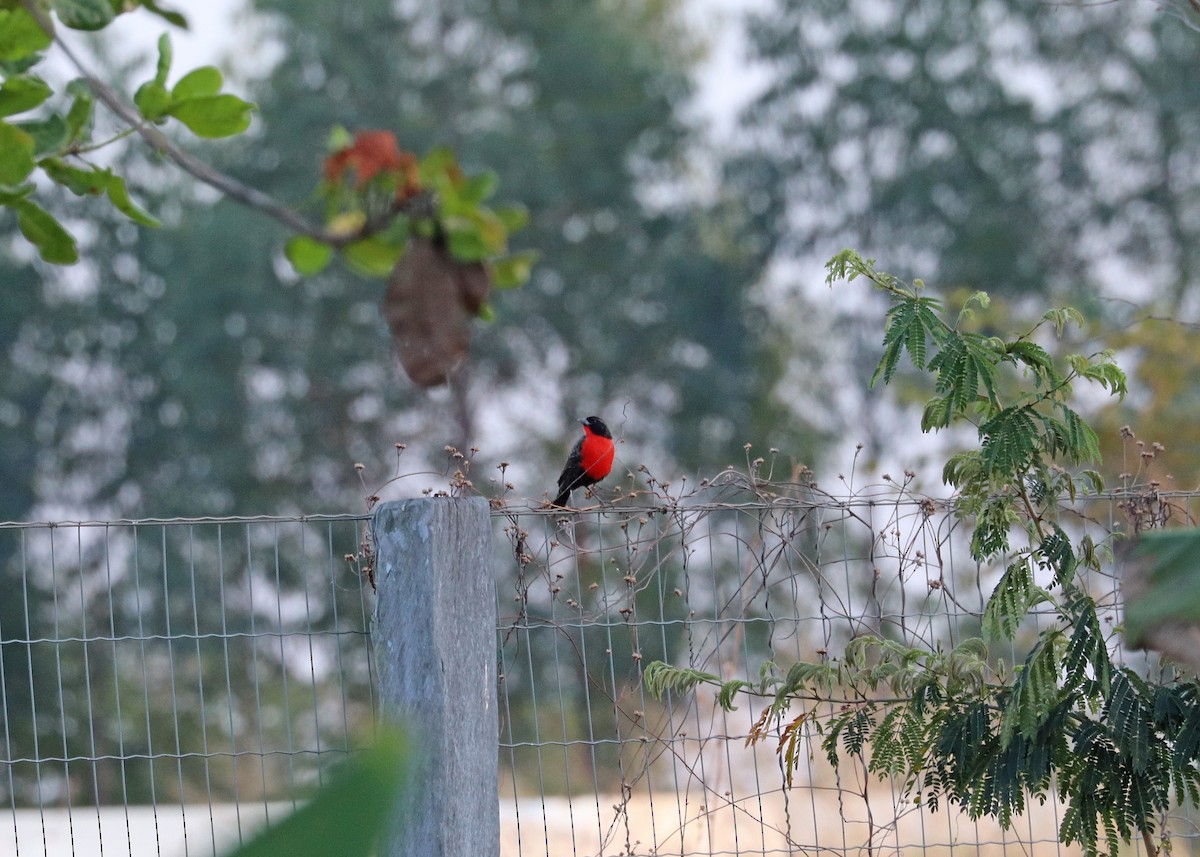 Red-breasted Meadowlark - ML644442401