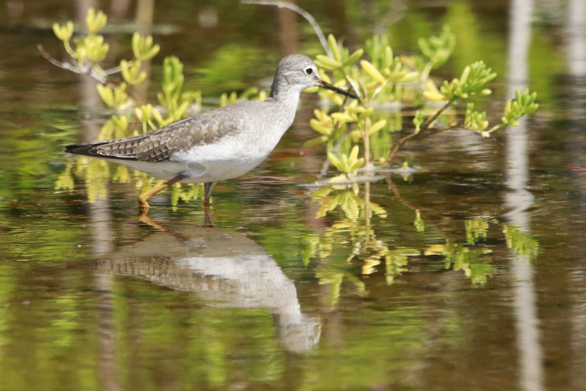 Greater Yellowlegs - ML644442403
