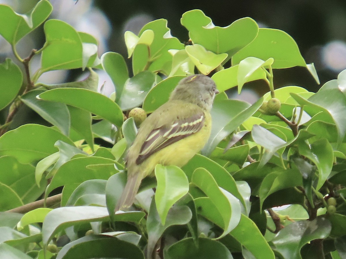 Yellow-crowned Tyrannulet - ML644442405