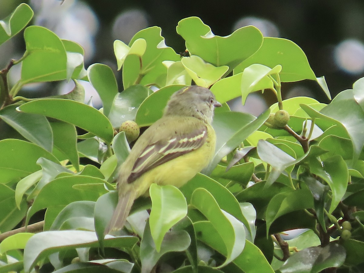 Yellow-crowned Tyrannulet - ML644442406