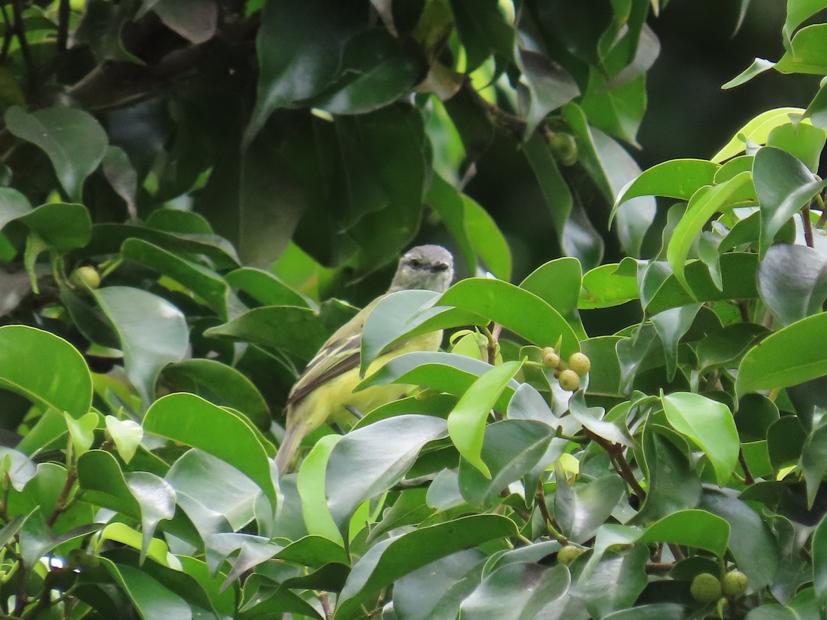 Yellow-crowned Tyrannulet - ML644442407