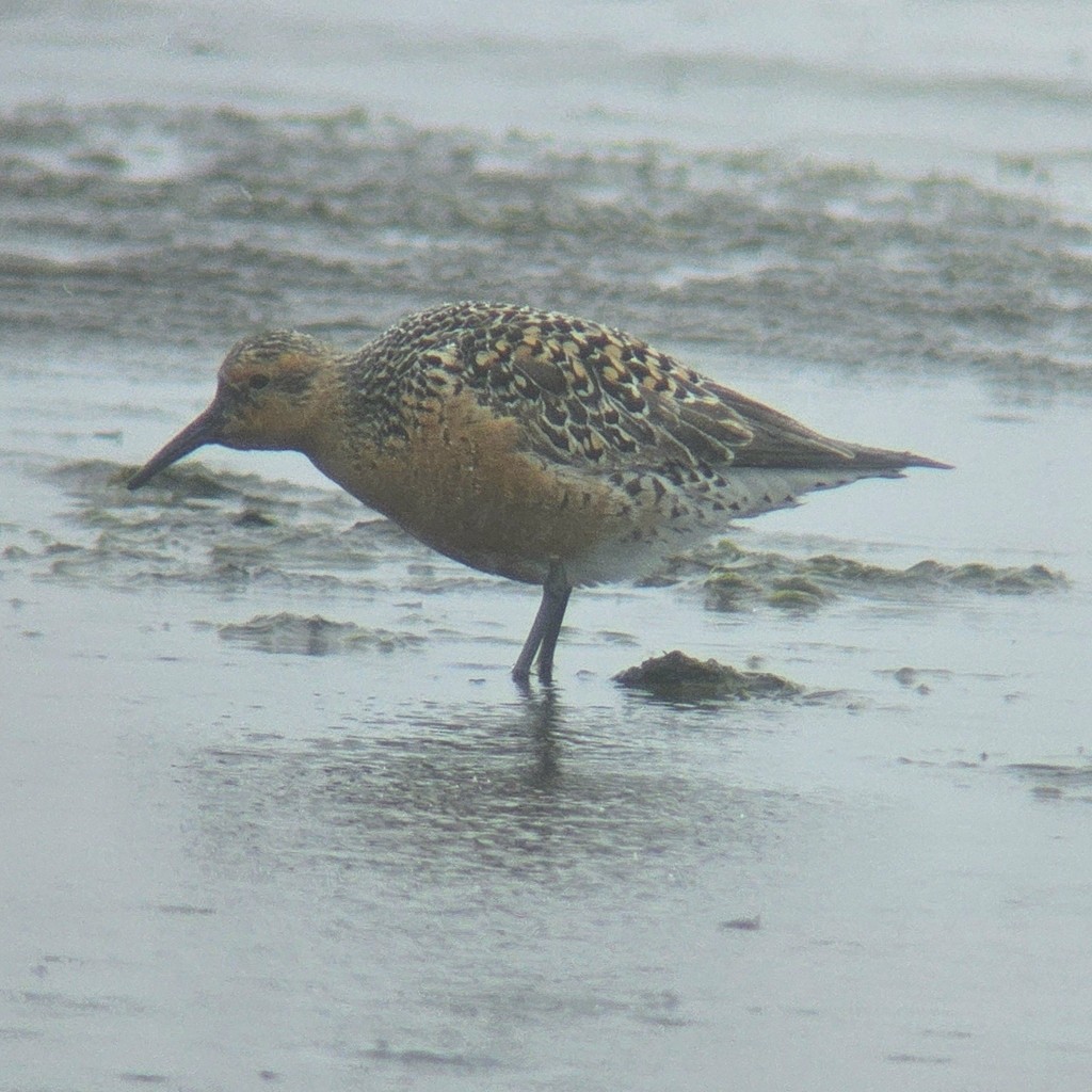 Bécasseau maubèche - ML644442409