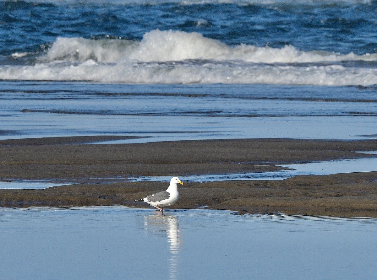 Western Gull - ML644442412