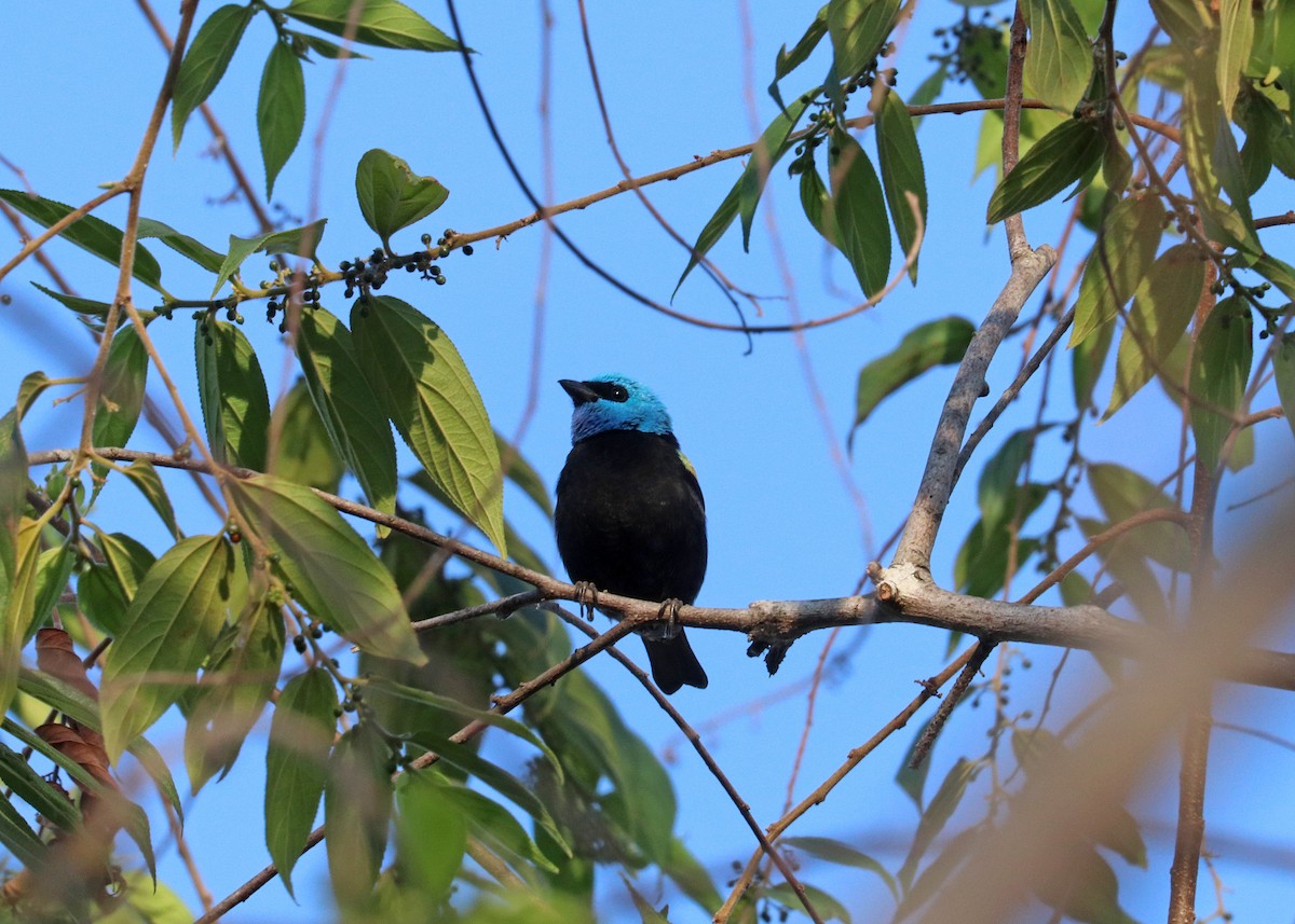 Blue-necked Tanager - ML644442414