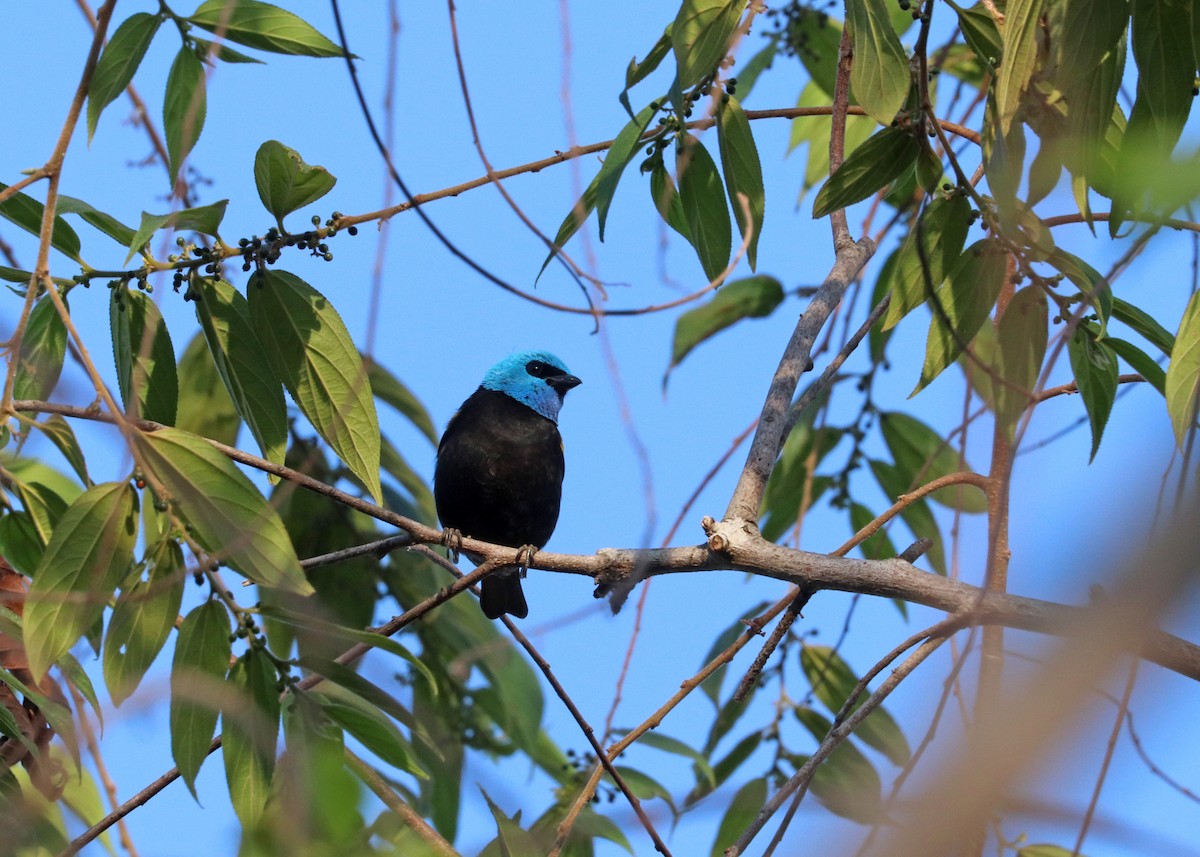 Blue-necked Tanager - ML644442416