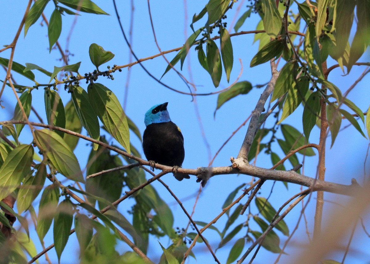 Blue-necked Tanager - ML644442417