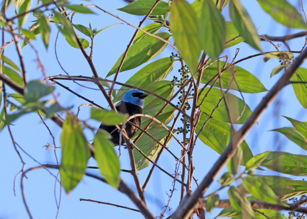 Blue-necked Tanager - ML644442418