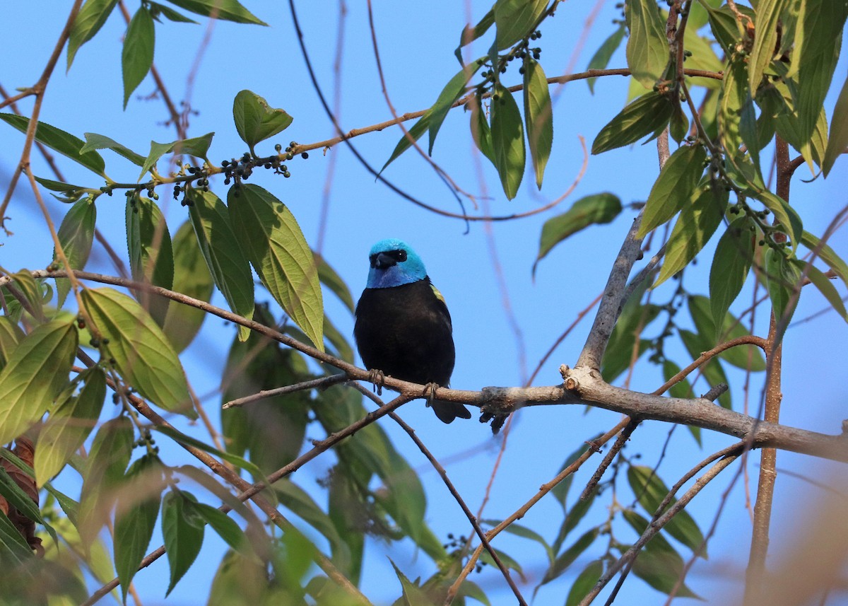 Blue-necked Tanager - ML644442419