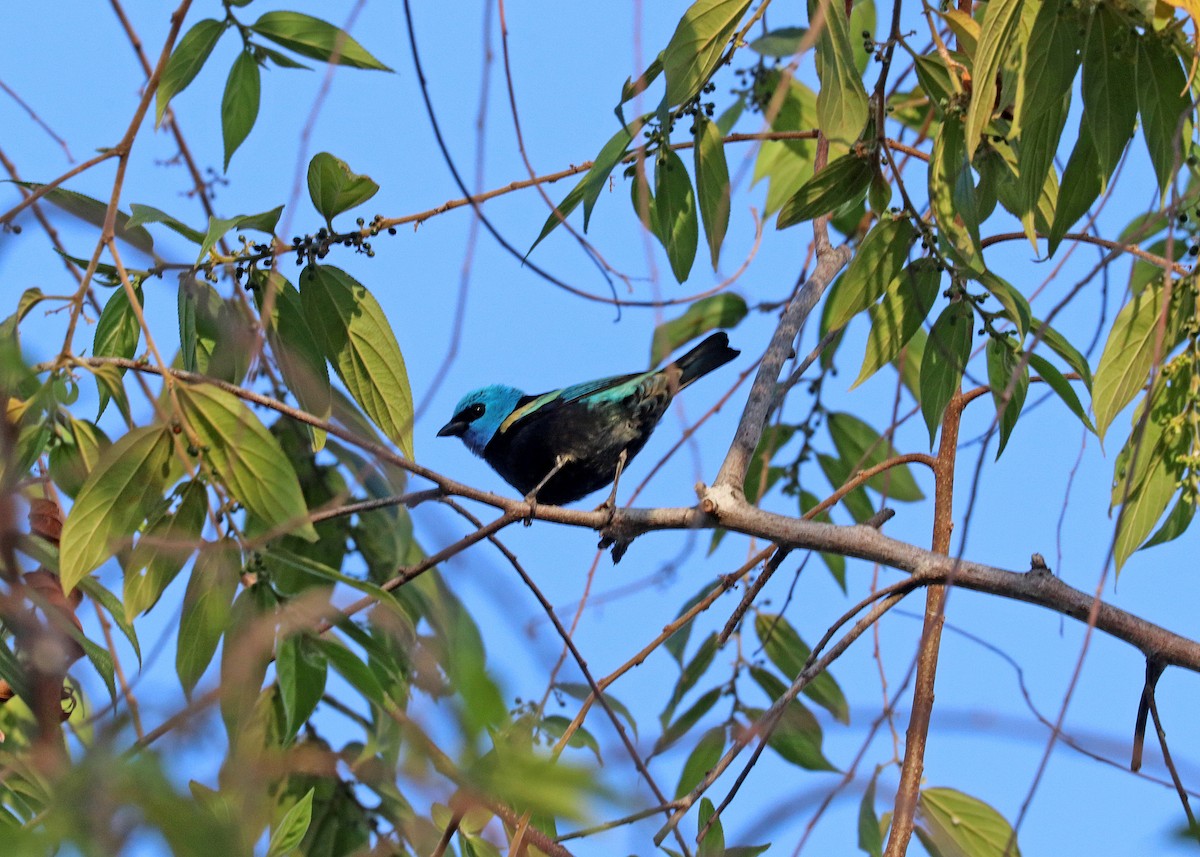 Blue-necked Tanager - ML644442420