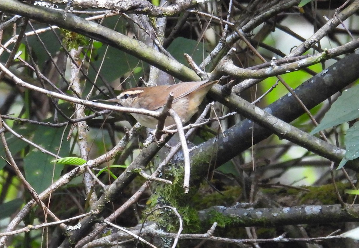 Asian Stubtail - ML644442433