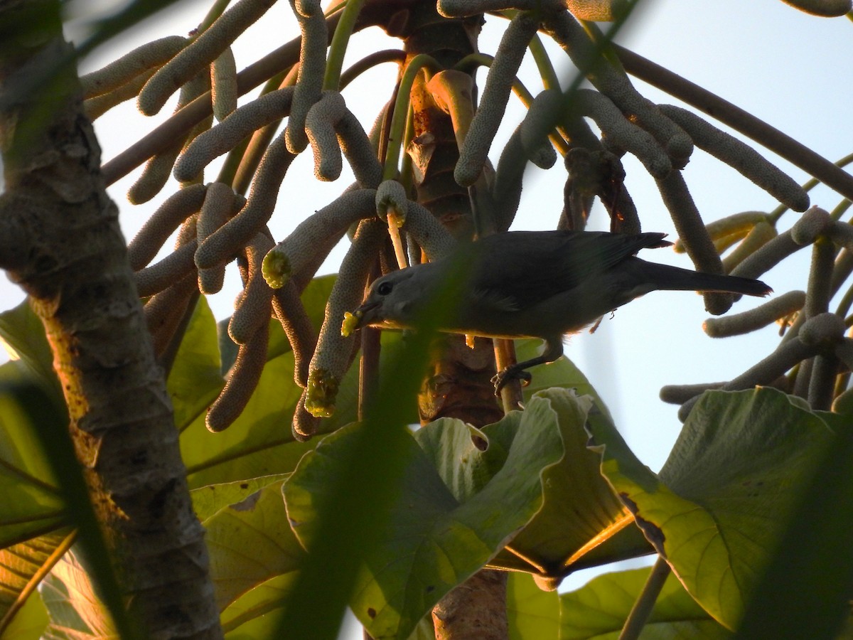 Blue-gray Tanager - ML644442481