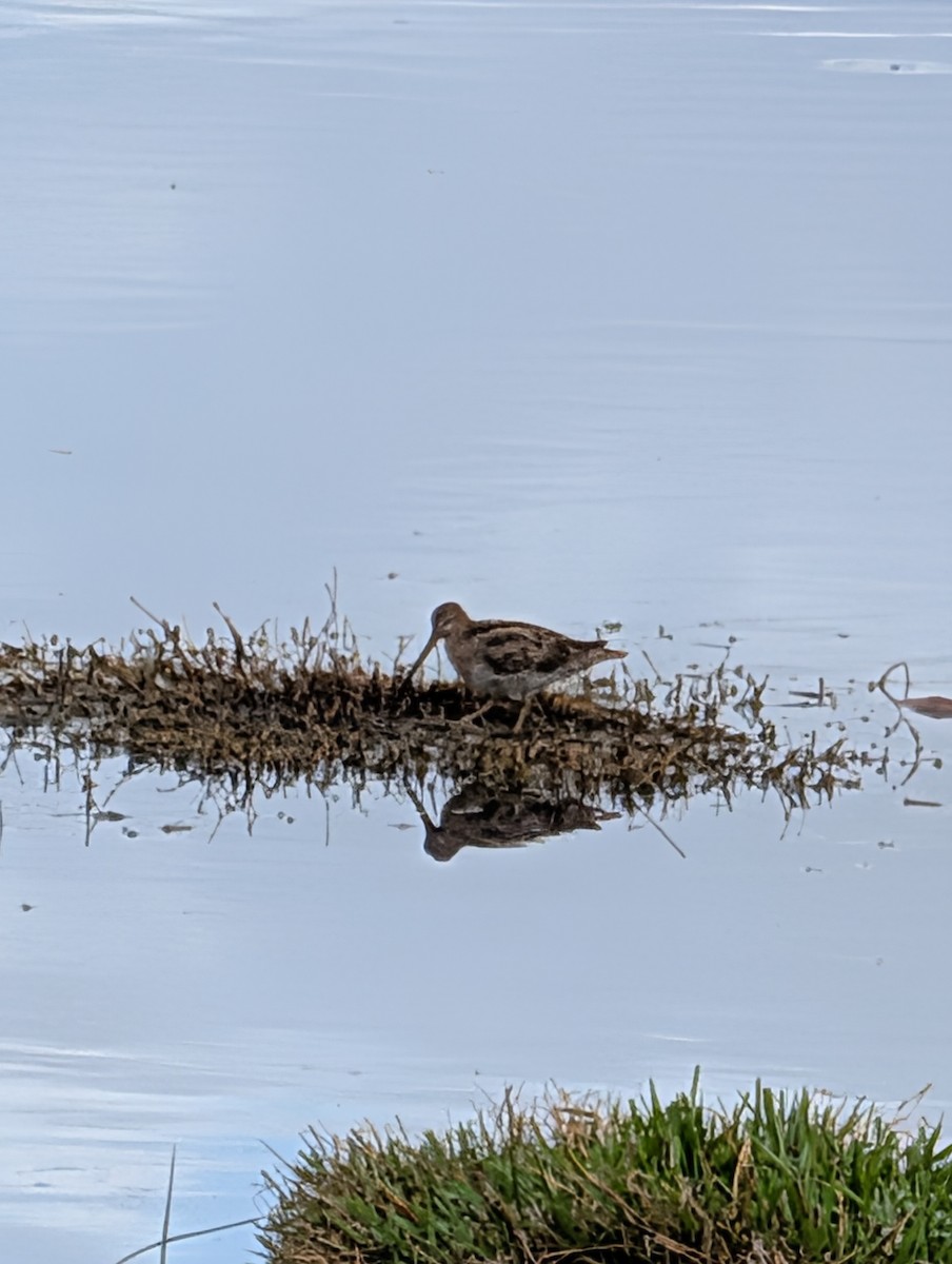 Latham's Snipe - ML644442484