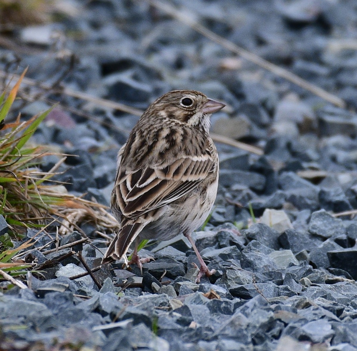 vesperspurv - ML644442489