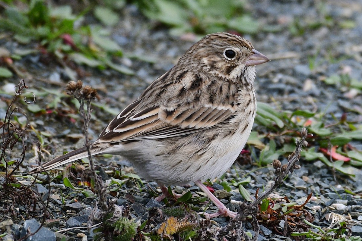 vesperspurv - ML644442490