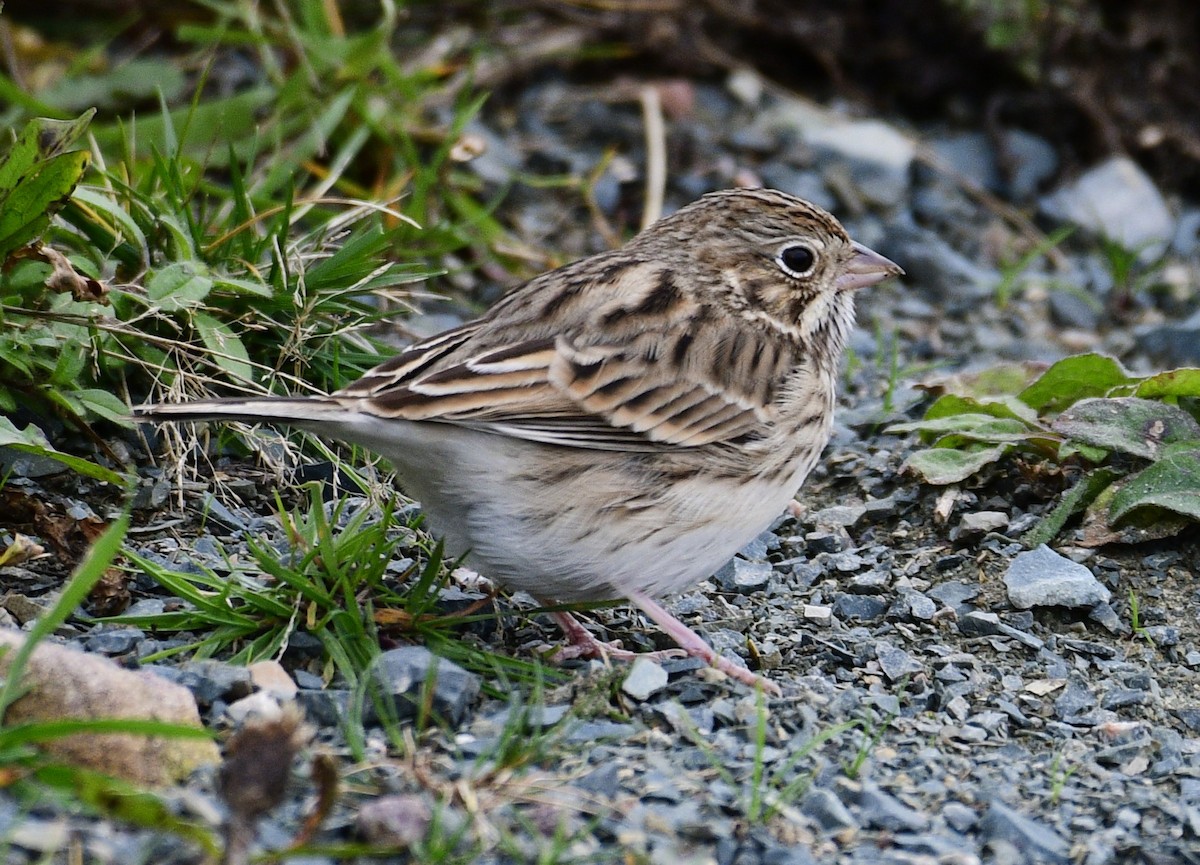 vesperspurv - ML644442491