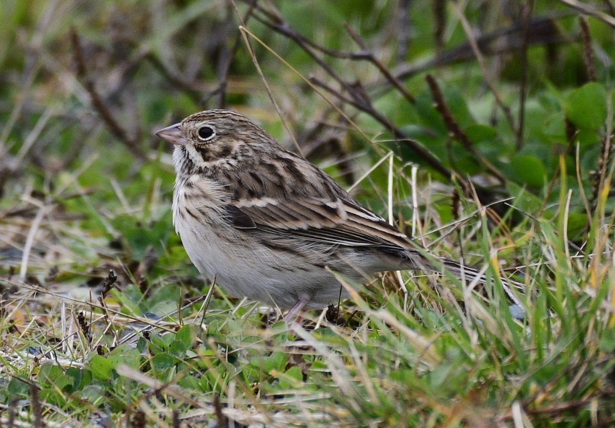 Vesper Sparrow - ML644442492