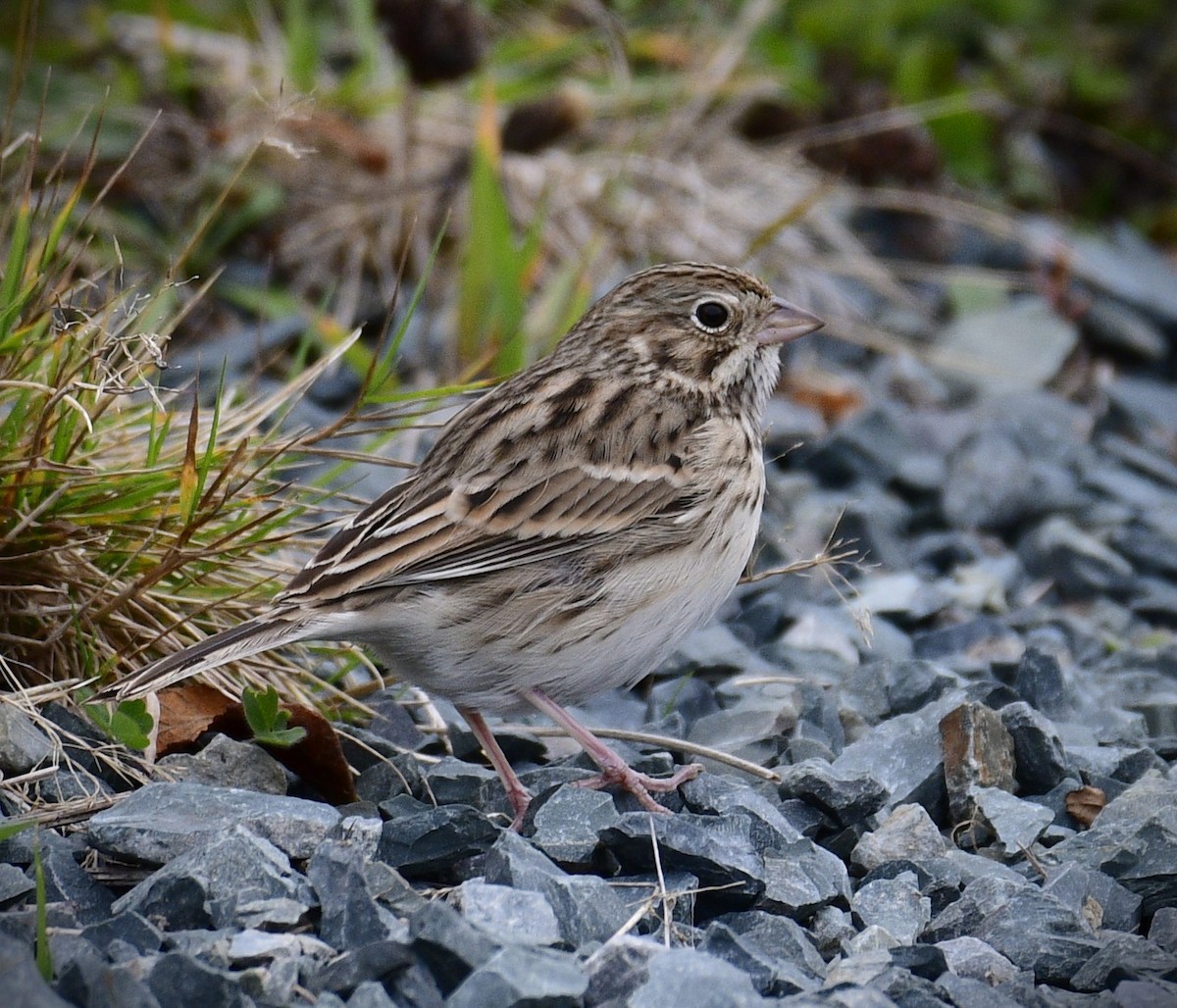 vesperspurv - ML644442493