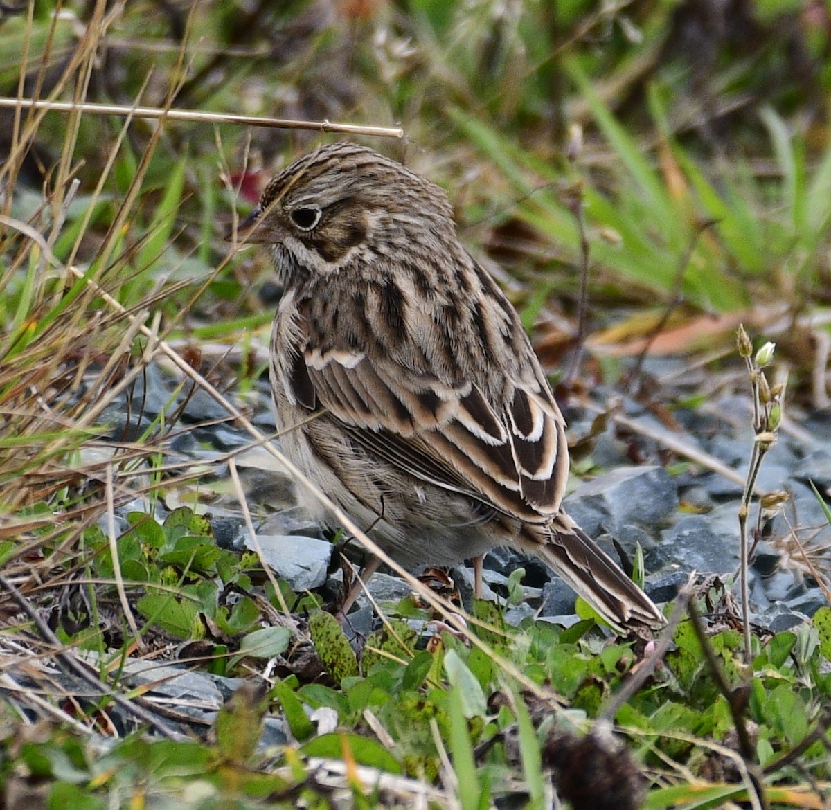 vesperspurv - ML644442494