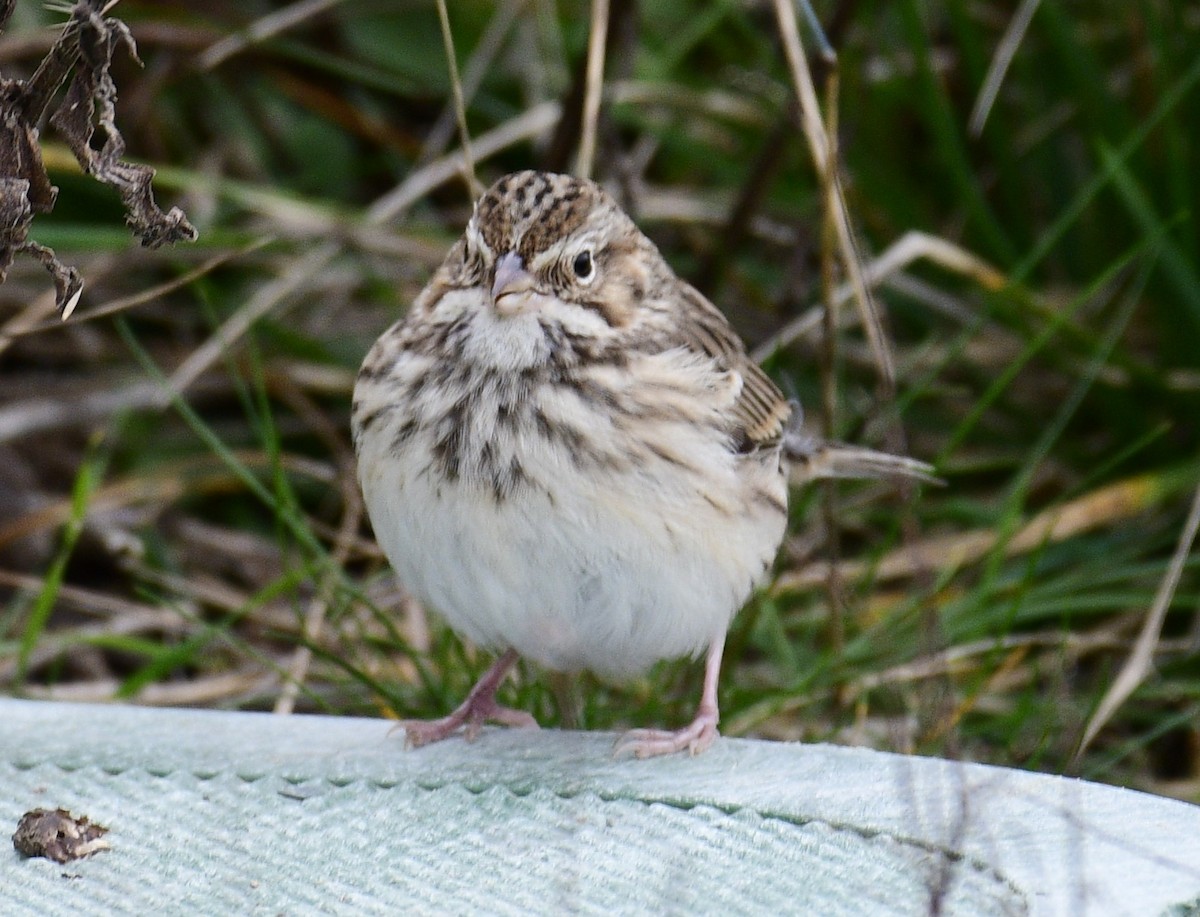 Vesper Sparrow - ML644442495