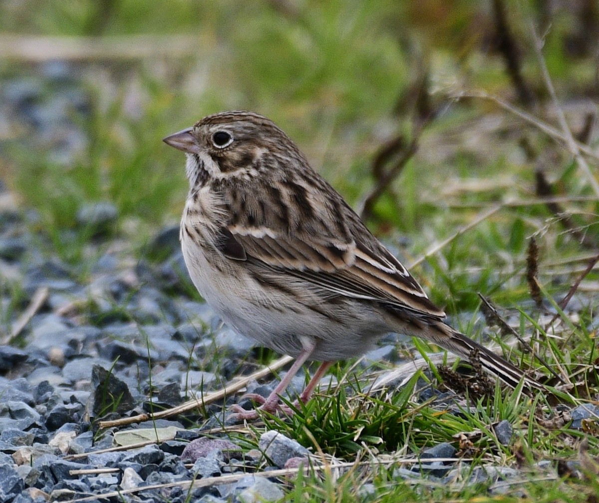 vesperspurv - ML644442496