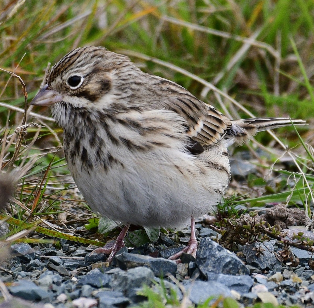 vesperspurv - ML644442498