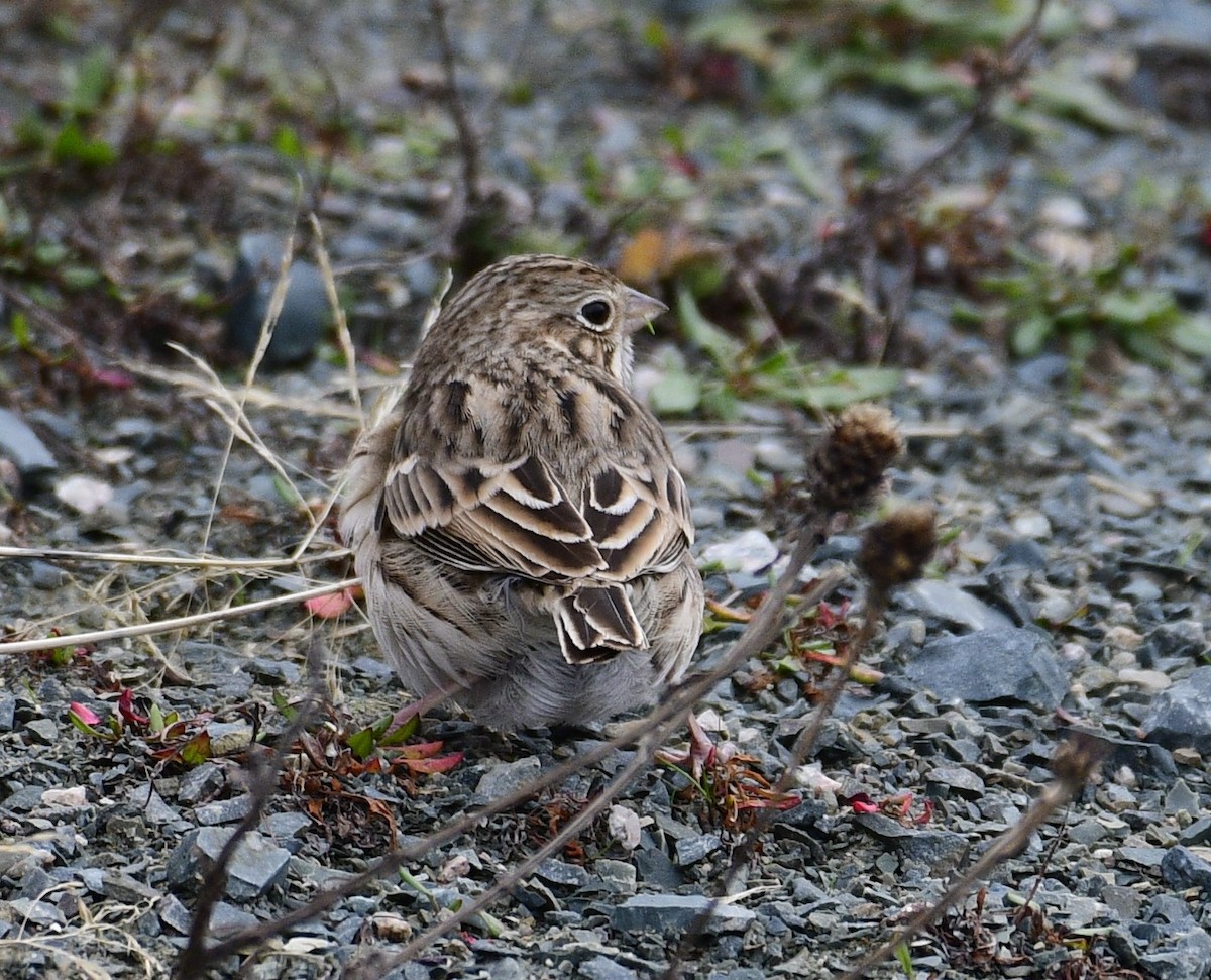 vesperspurv - ML644442499