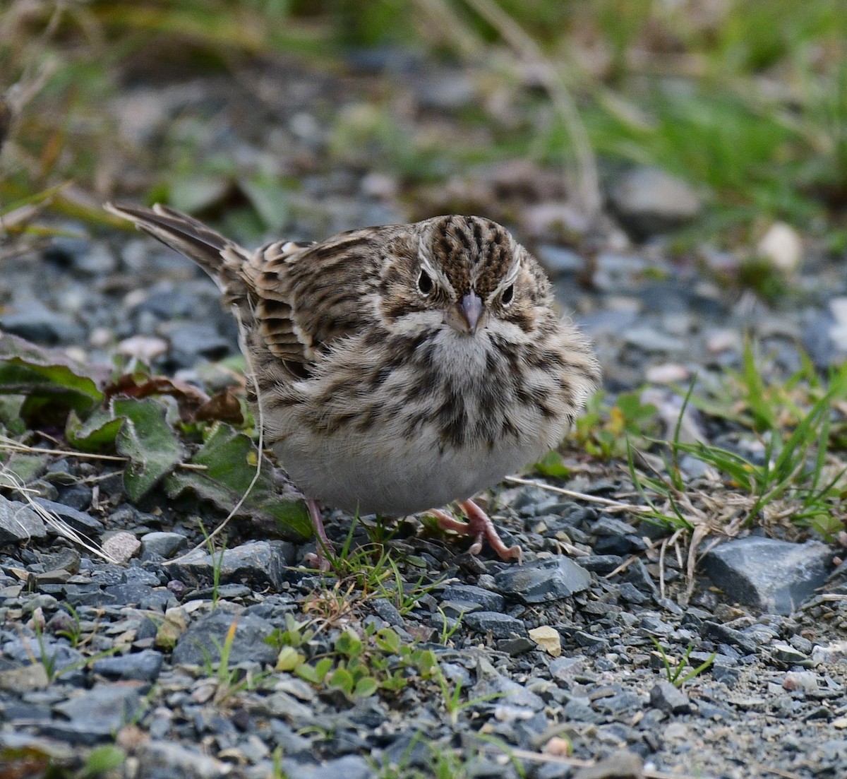 vesperspurv - ML644442500