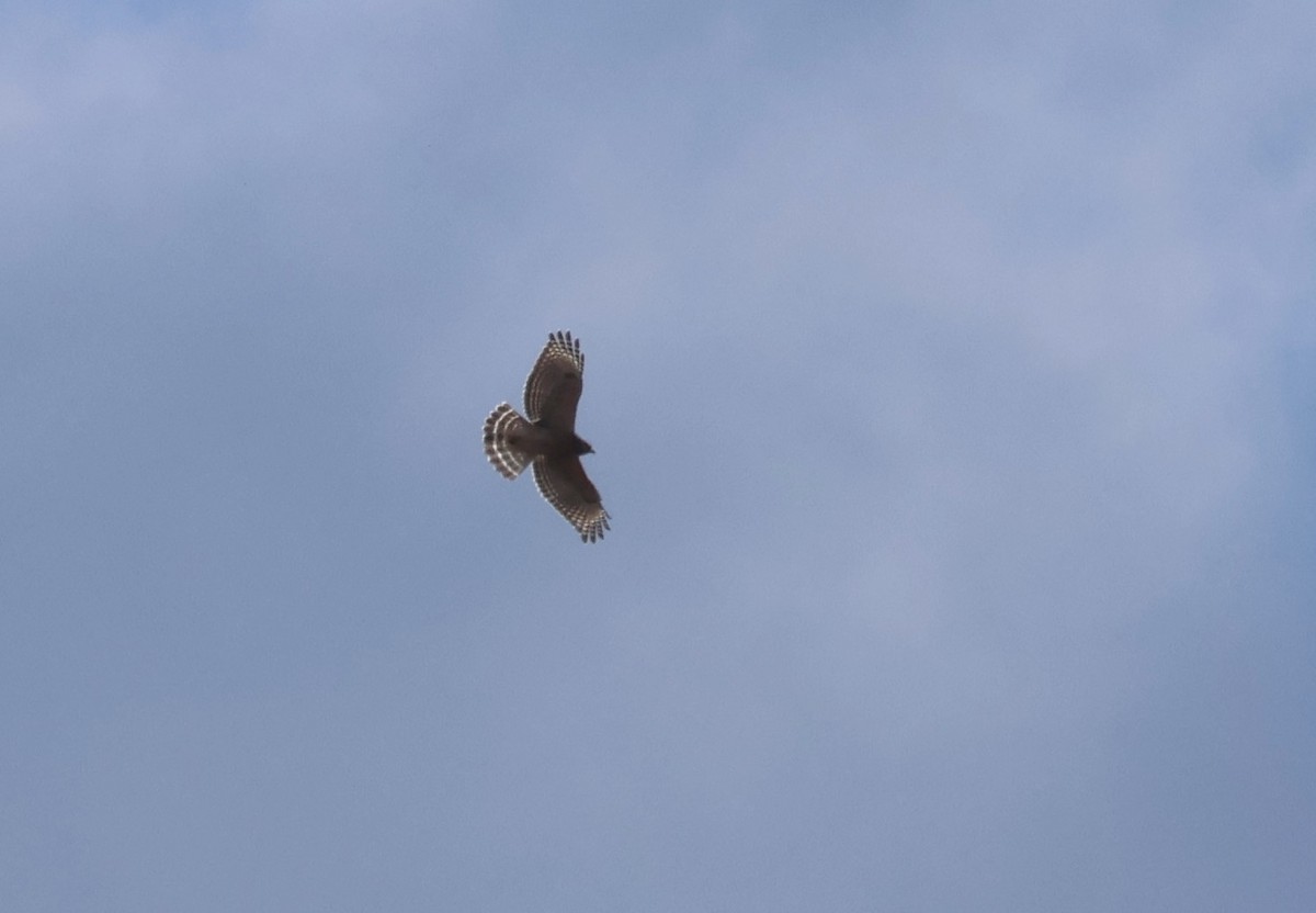Red-shouldered Hawk - ML644442501