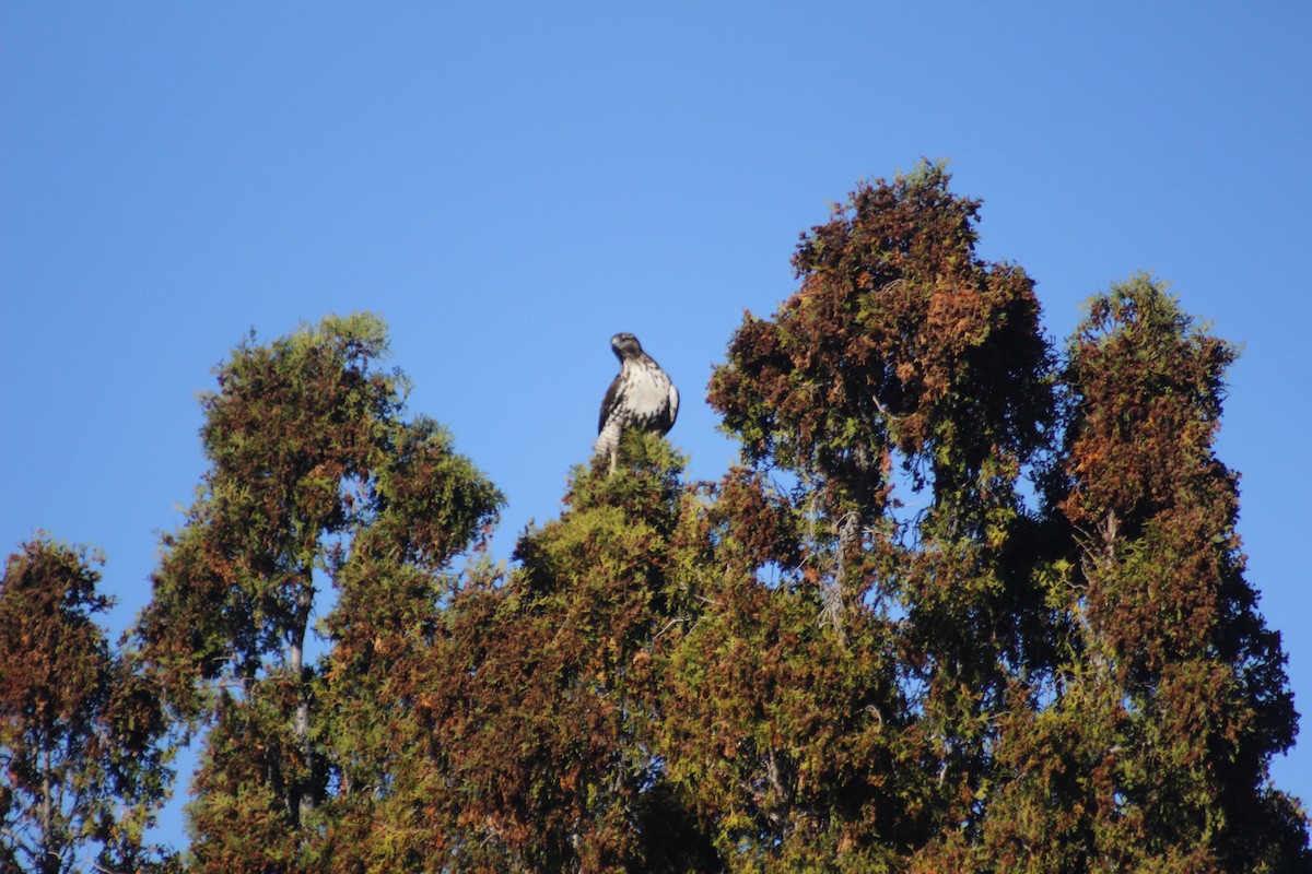 Red-tailed Hawk - ML644442508