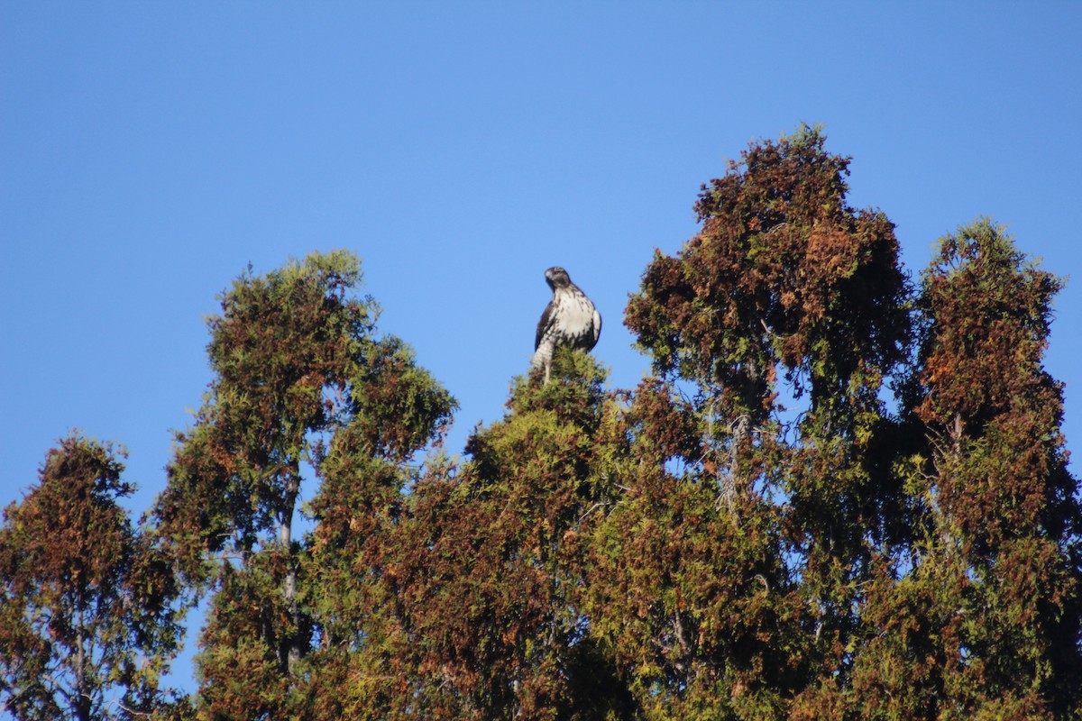 Red-tailed Hawk - ML644442515