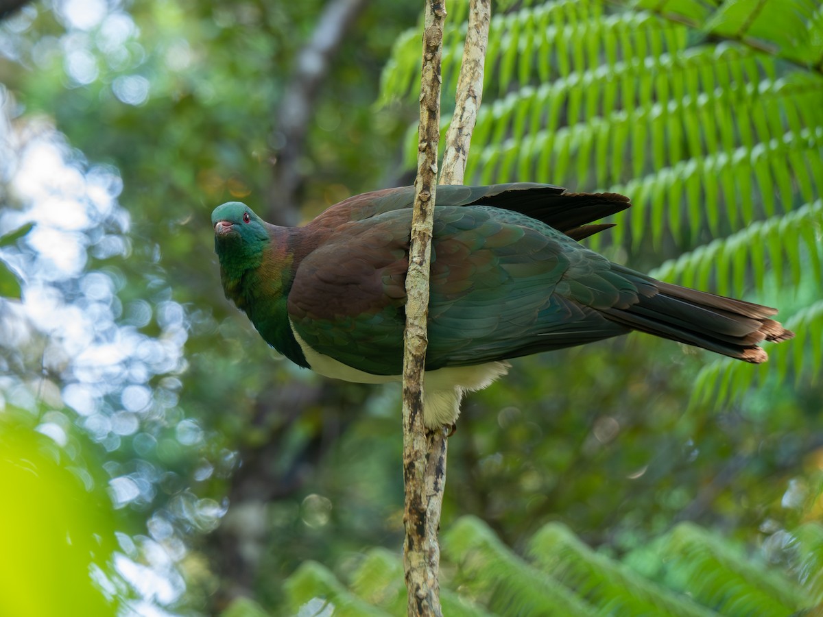 New Zealand Pigeon - ML644442516