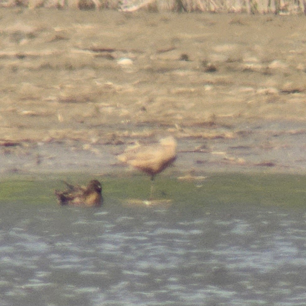 Marbled Godwit - ML644442518