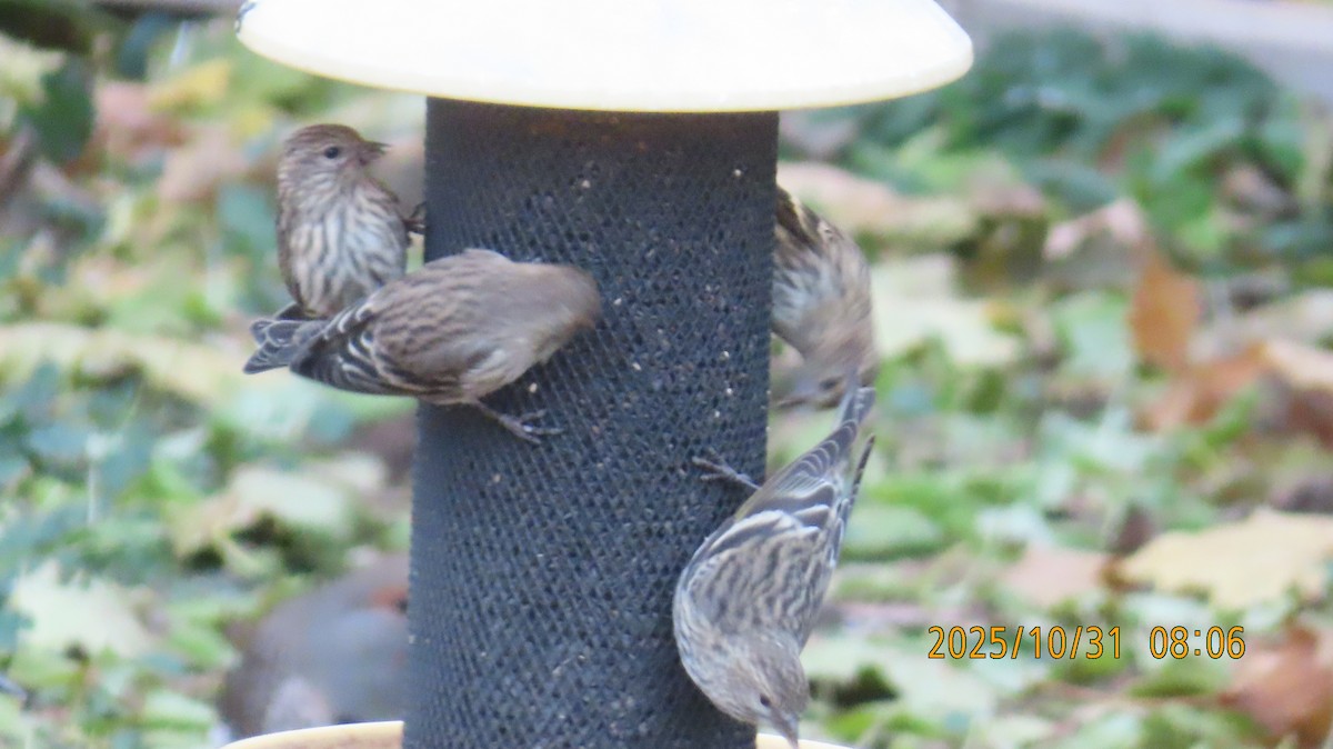 Pine Siskin - ML644442523