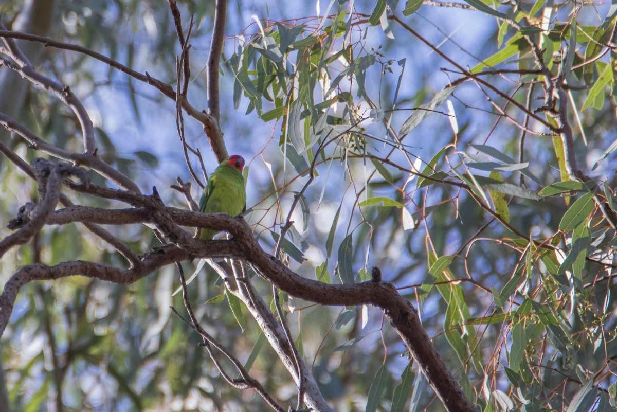 rødmaskelori - ML644442531