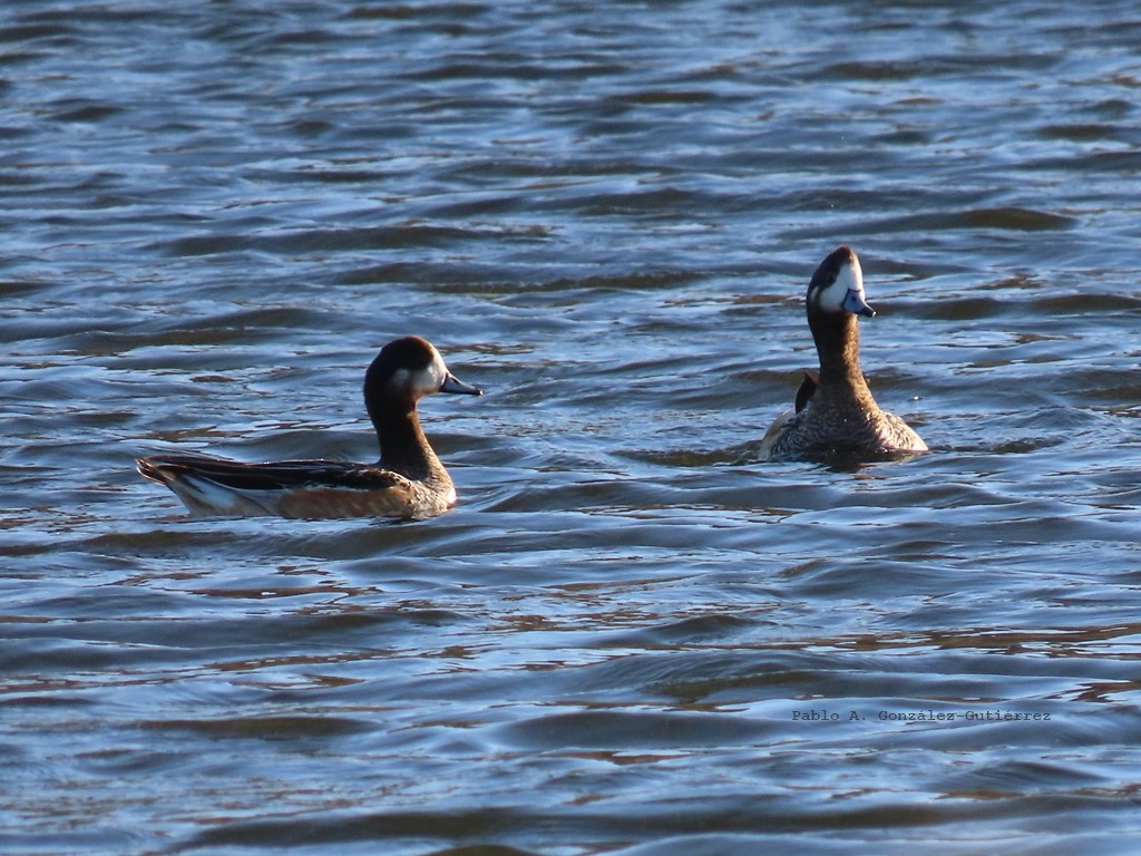 Chiloe Wigeon - ML644442541