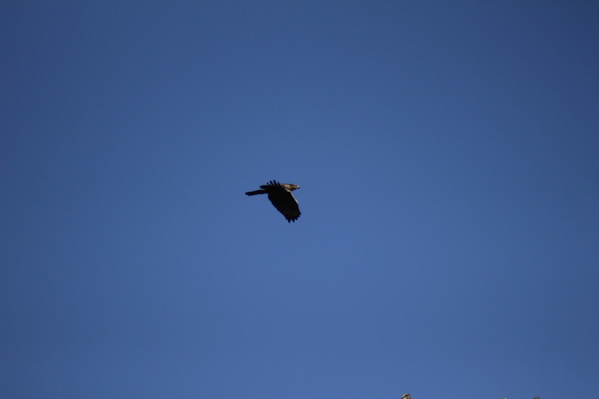 Red-tailed Hawk - ML644442542