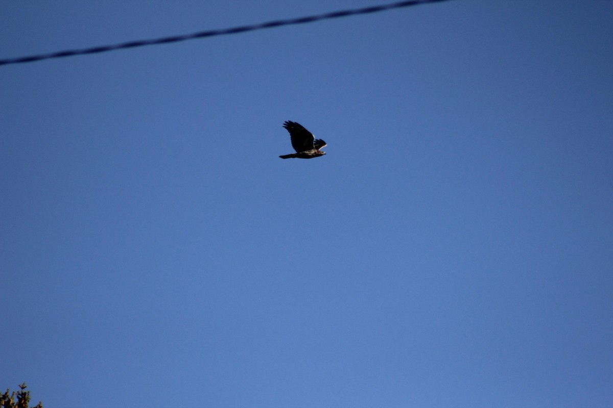 Red-tailed Hawk - ML644442543