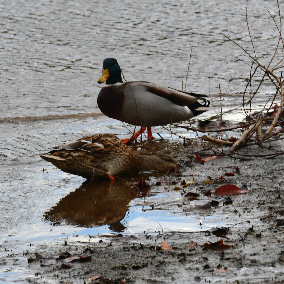 Mallard - ML644442549