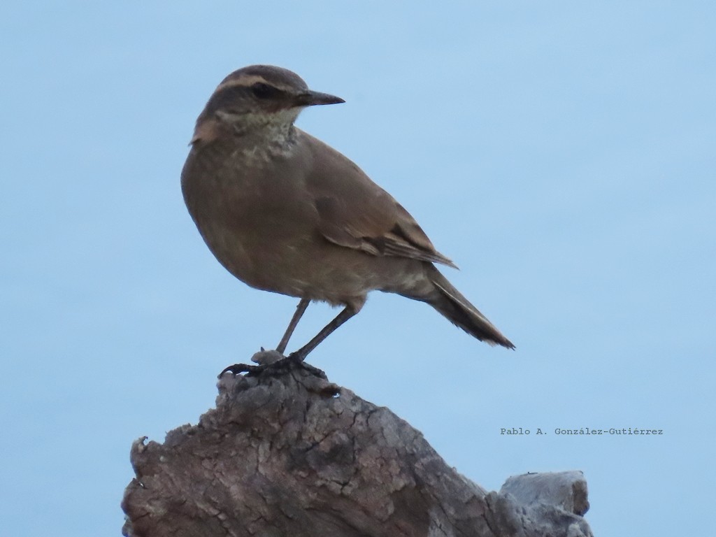 Buff-winged Cinclodes - ML644442550