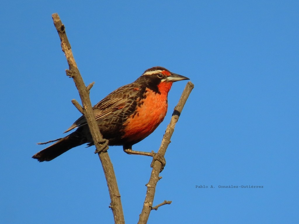 Long-tailed Meadowlark - ML644442561