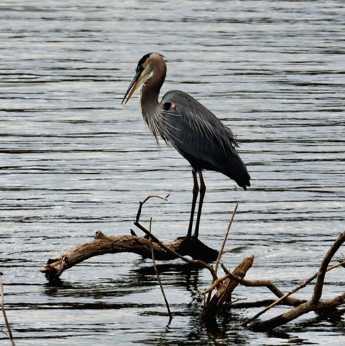 Great Blue Heron - ML644442562