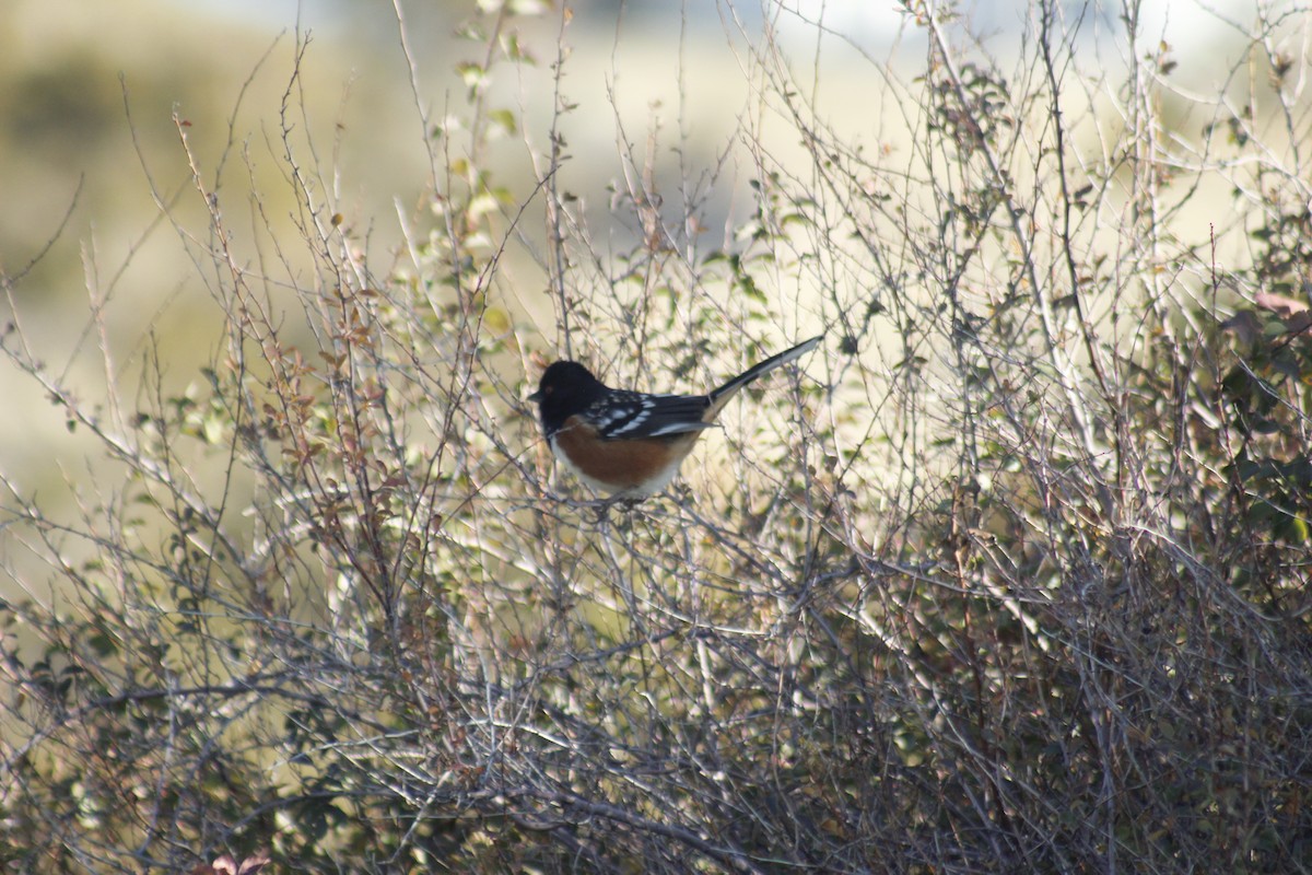 Fleckengrundammer - ML644442566