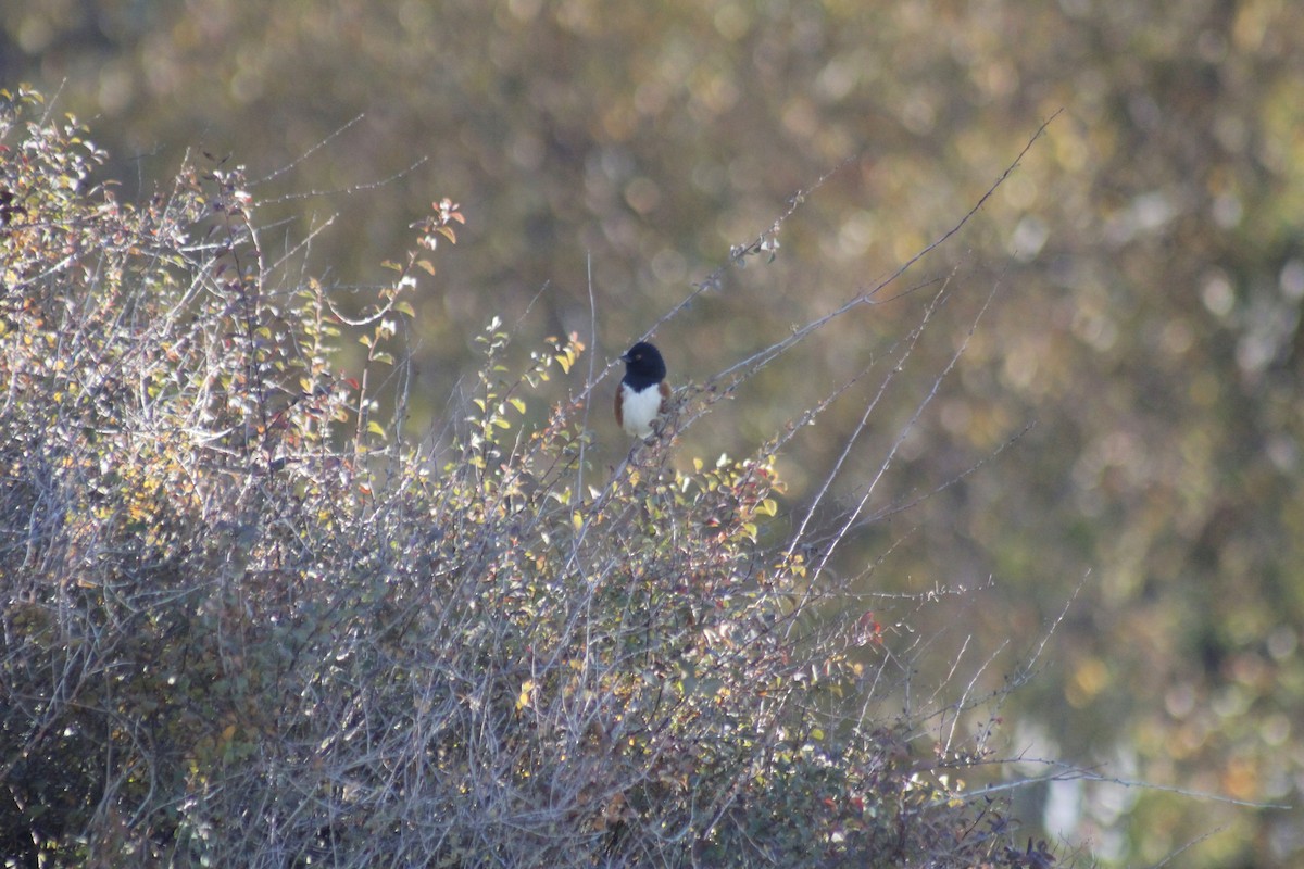 Fleckengrundammer - ML644442567