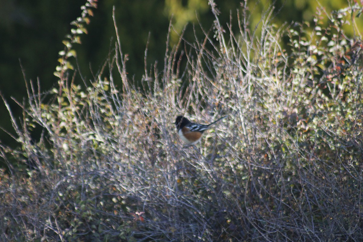 Fleckengrundammer - ML644442568