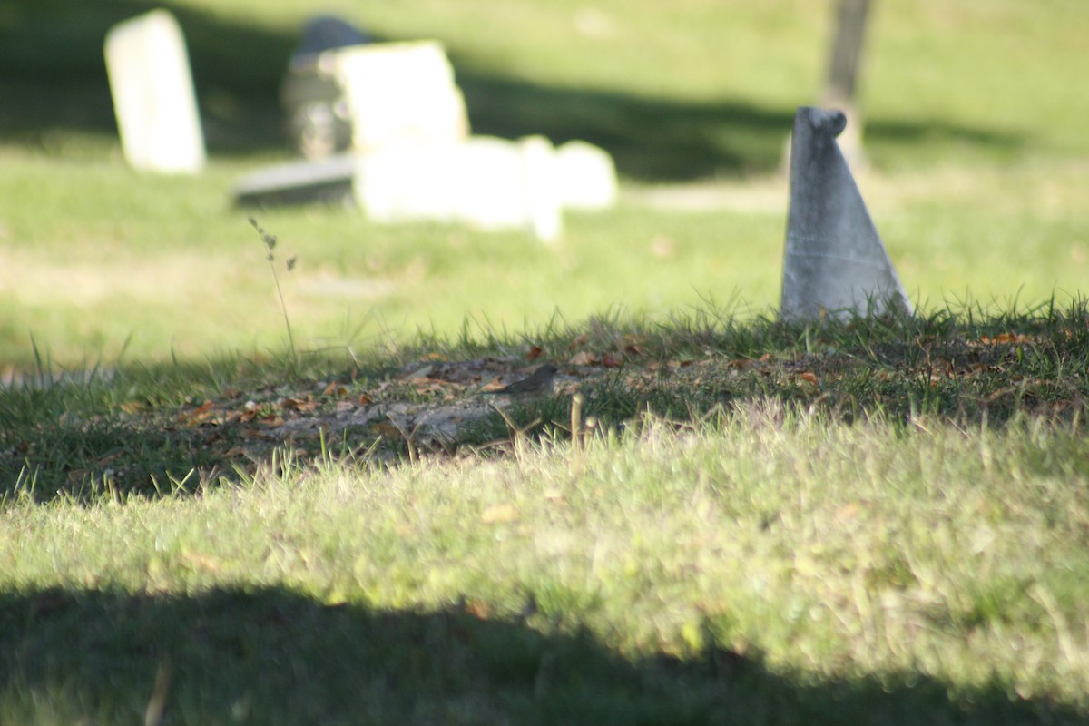 Winterammer - ML644442576