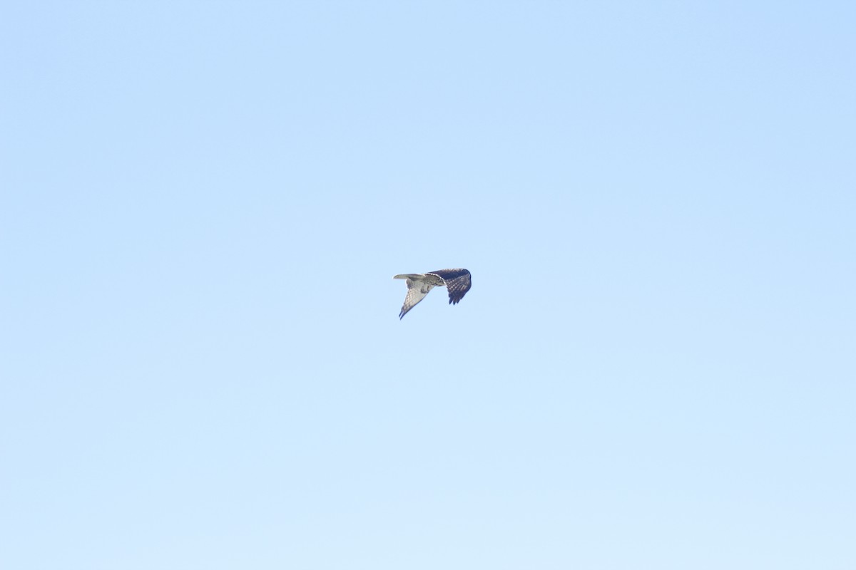 Red-tailed Hawk - ML644442586