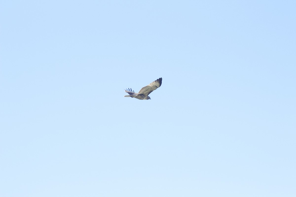 Red-tailed Hawk - ML644442587