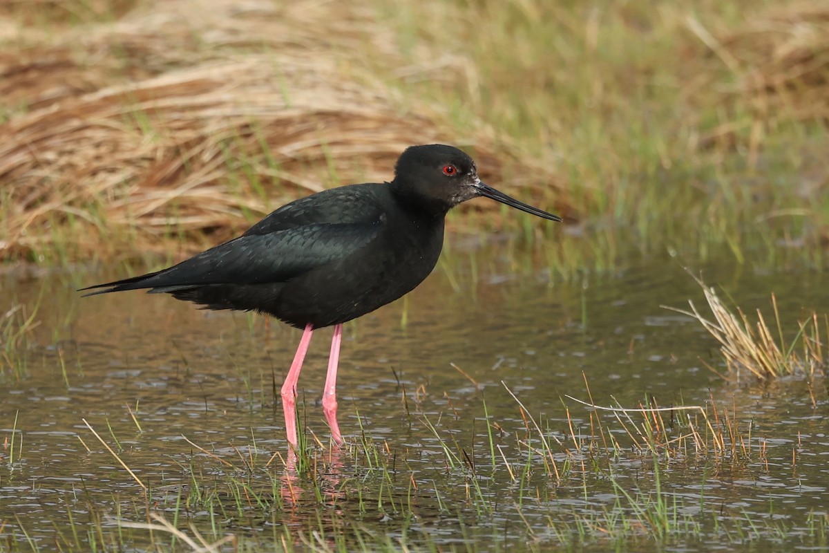 Black Stilt - ML644442599
